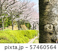 きれいな桜の風景_02 57460564