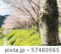 きれいな桜の風景_01 57460565
