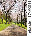 きれいな桜の一本道_01 57460566