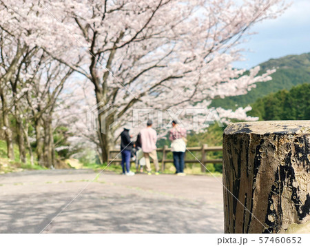 お花見の風景_01 57460652