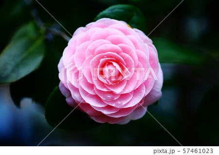 雨上りの花、乙女椿 雨上りの花、乙女椿 57461023