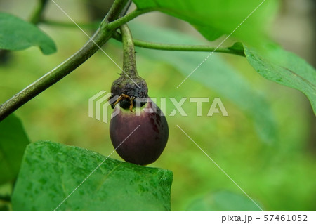 江戸野菜の寺島ナス 江戸野菜の寺島ナス 57461052