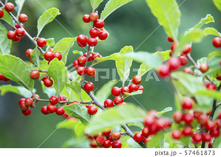 ウメモドキの実　梅擬 57461873