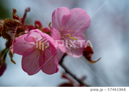 花 桜 花 桜 57461968