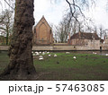 Swans in the city center of Brugge, Belgium 57463085