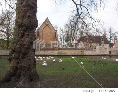 Swans in the city center of Brugge, Belgium 57463085