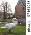 Swans in the city center of Brugge, Belgium 57463086
