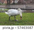 Swans in the city center of Brugge, Belgium 57463087