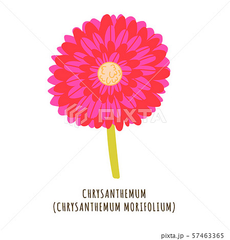 Chrysanthemum tropical flower Chrysanthemum tropical flower 57463365