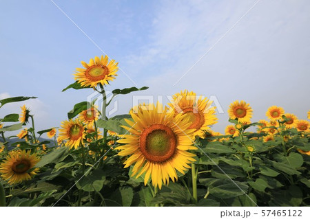 ひまわり4072 57465122