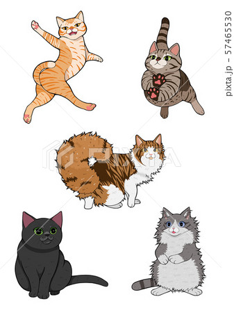 cats cats 57465530