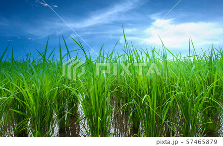 Rice fields, terraces  plantation  farm An organic 57465879