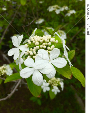 中国原産 瓊花 けいか 別名 八仙花の写真素材