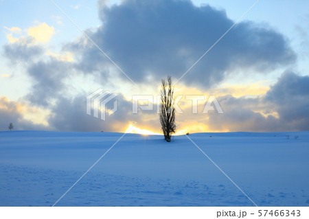 美瑛の丘 ポプラの木と夕焼け 57466343