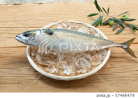 鯖　鮮魚 57466479