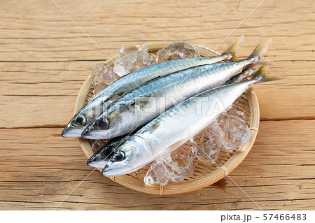 鯖　鮮魚　稚魚 57466483