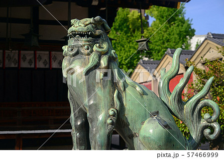 野田恵美須神社の狛犬-2 57466999