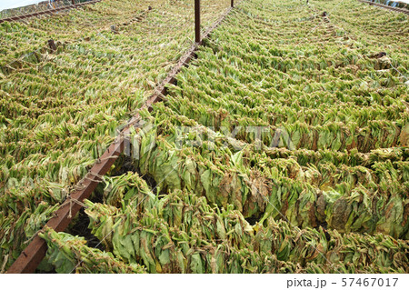 Traditional tobacco drying in tent 57467017