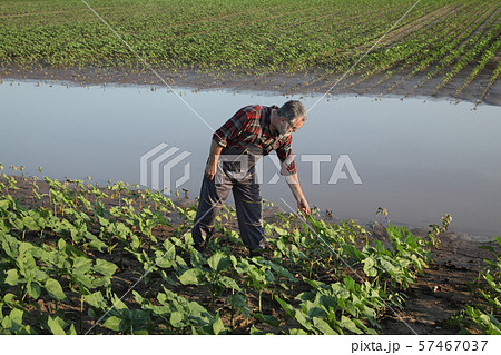 Agricultural scene, farmer in sunflower  field 57467037