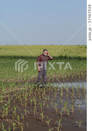 Agricultural scene, farmer in corn field after Agricultural scene, farmer in corn field after 57467038