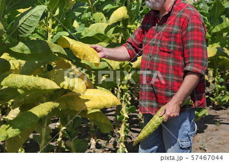 Farmer in tobacco field 57467044