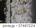 おみくじ おみくじ 57467224
