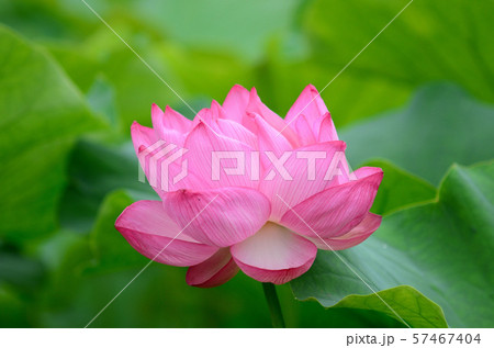 ハスの花 ハスの花 57467404