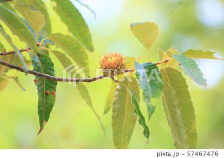 クヌギ ドングリの実 クヌギ ドングリの実 57467476