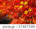 秋、紅葉、もみじ 57467580