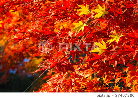 秋、紅葉、もみじ 57467580