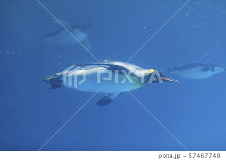 水中を行くキングペンギン（オウサマペンギン） 57467749