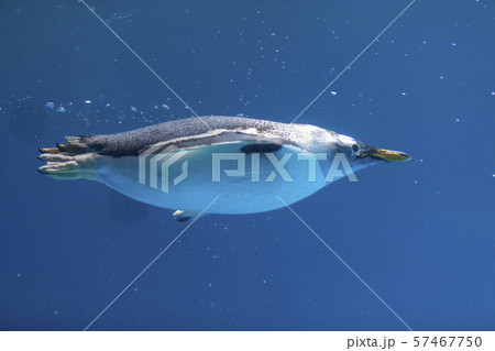水中を行くジェンツーペンギン 57467750