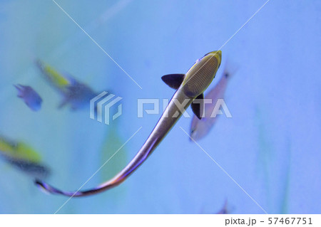 水槽に張り付くコバンザメ 57467751