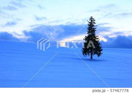 美瑛の丘　クリスマスツリーの木 57467776