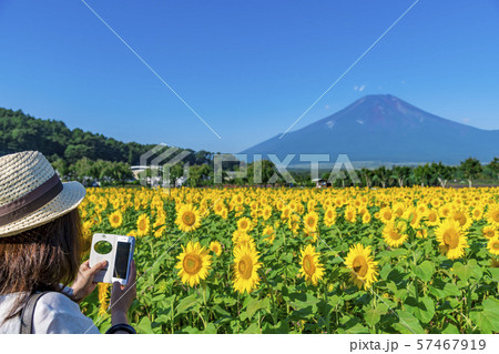 【富士山　ヒマワリ畑】 57467919