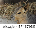 カピバラ カピバラ 57467935