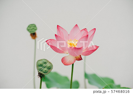 蓮の花　白バック 57468016