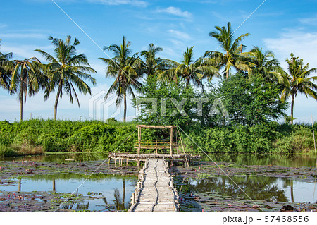 Bamboo walkway and Bamboo shack on the pond. Bamboo walkway and Bamboo shack on the pond. 57468556