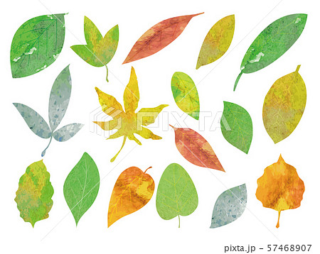 手描き 葉 水彩 手描き 葉 水彩 57468907