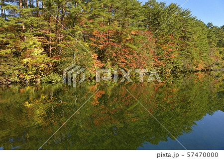 秋の裏磐梯五色沼 柳沼に投影する紅葉の湖畔の木々 秋の裏磐梯五色沼 柳沼に投影する紅葉の湖畔の木々 57470000