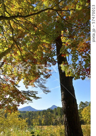 秋の裏磐梯五色沼 瑠璃沼畔の紅葉するカエデに磐梯山 秋の裏磐梯五色沼 瑠璃沼畔の紅葉するカエデに磐梯山 57470013