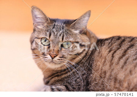 飼いネコ 飼いネコ 57470141