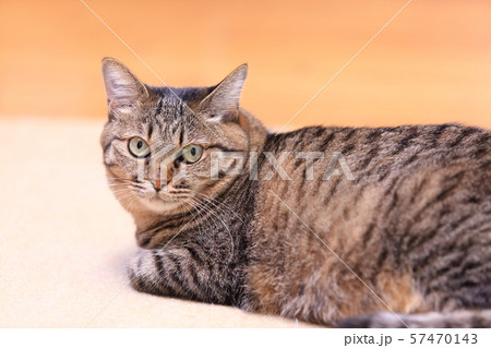 飼いネコ 飼いネコ 57470143