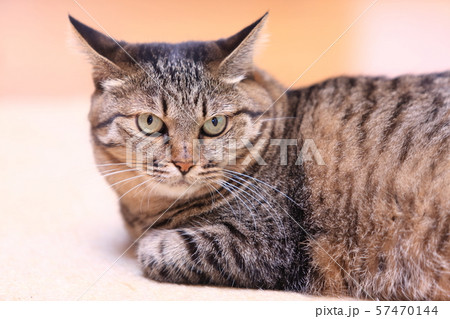 飼いネコ 57470144