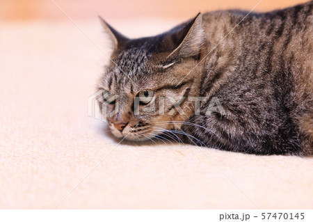 飼いネコ 57470145