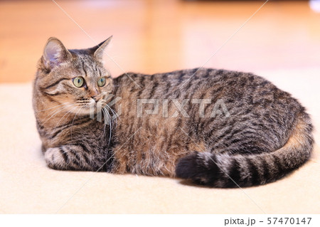 飼いネコ 57470147