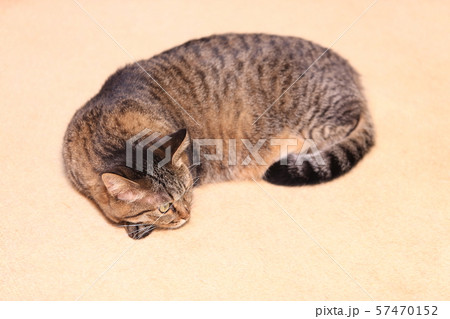 飼いネコ 飼いネコ 57470152