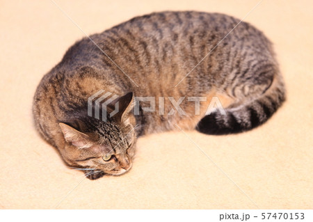飼いネコ 57470153
