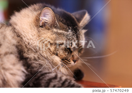 ネコの顔アップ 57470249