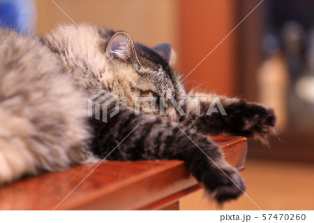 ネコの顔アップ 57470260